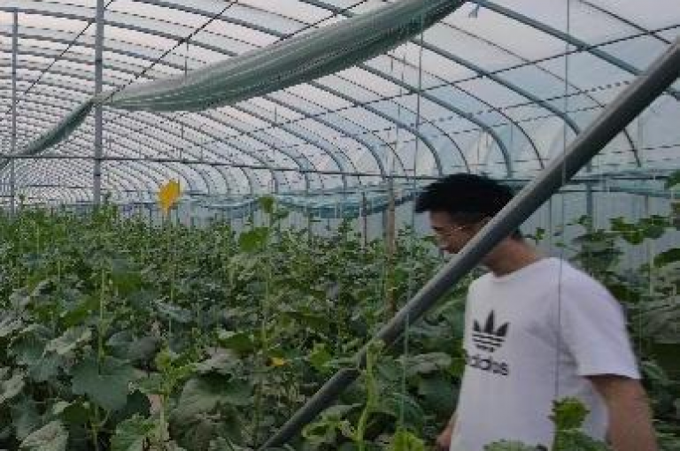 拼多多的助力免费领商品活动能否成功？