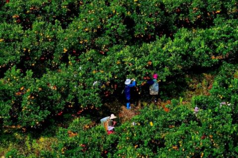 拼多多助力免费拿的技巧包括邀请新用户、分享活动链接、使用平台优惠券等。