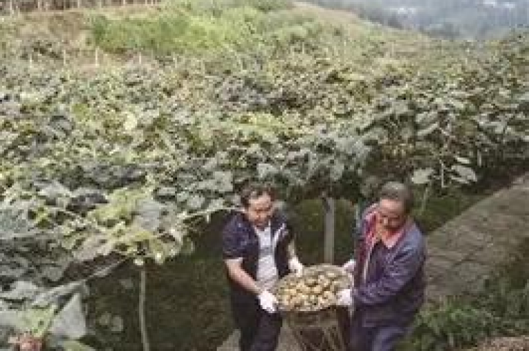 如何加入微信上的拼多多助力群聊？